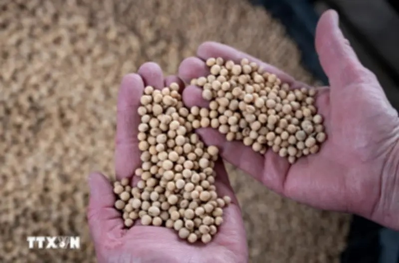 Giá đậu tương tăng kỷ lục trong hai năm, thị trường chao đảo