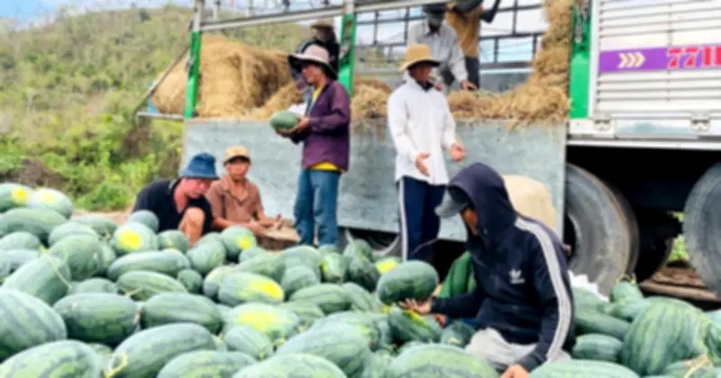 Gia Lai: Giá dưa hấu lao dốc, nông dân thua lỗ nặng, Sở Công Thương kêu gọi hỗ trợ tiêu thụ