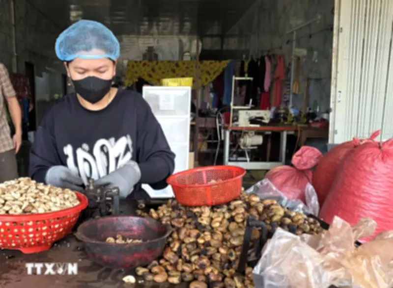 Gia Lai: Giá điều tăng cao nhưng sản lượng sụt giảm mạnh, nông dân lo lắng