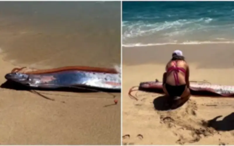 Gia Đình Phát Hiện Hai Cá Mái Chèo Quý Hiếm, 'Cá Ngày Tận Thế', Ở Bờ Biển Mexico