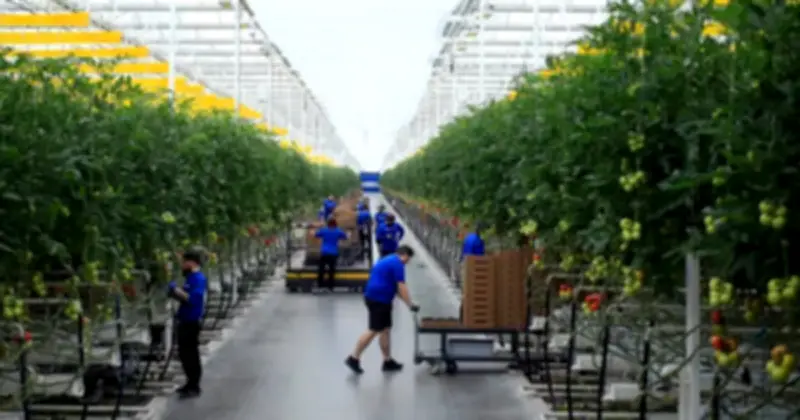 Giấc Mơ Nông Nghiệp Thẳng Đứng Tan Vỡ: Từ Hào Quang Công Nghệ Đến Thực Tế Khắc Nghiệt