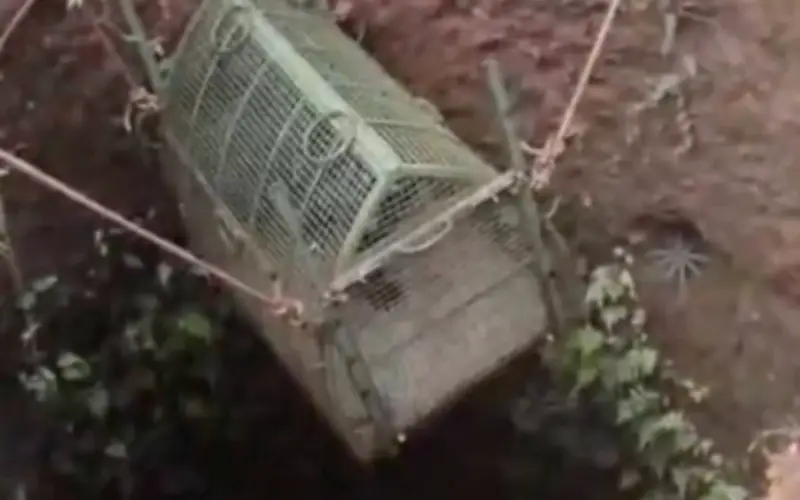 Giải Cứu Báo Đen Ấn Độ: Chiến Dịch Sáng Tạo Từ Giếng Sâu