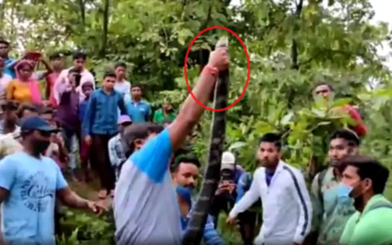 Giải Cứu Thành Công Rắn Hổ Mang Chúa Dài 4,9 Mét Tại Ấn Độ