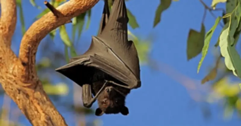 Giải Mã Bí Ẩn: Tại Sao Đội Cổ Thể Treo Ngược Hàng Giờ Mà Không Tốn Sức?