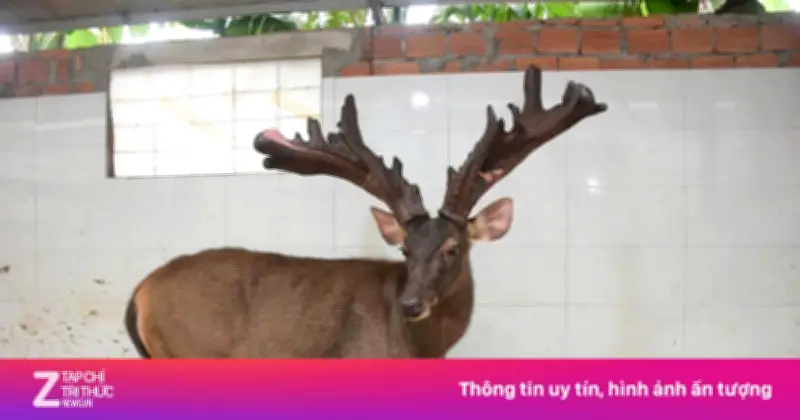 Gây Mê Thu Hoạch Cặp Nhung Nai 'Khủng' Hiếm Có Nặng Hơn 13 Kg Ở Nghệ An