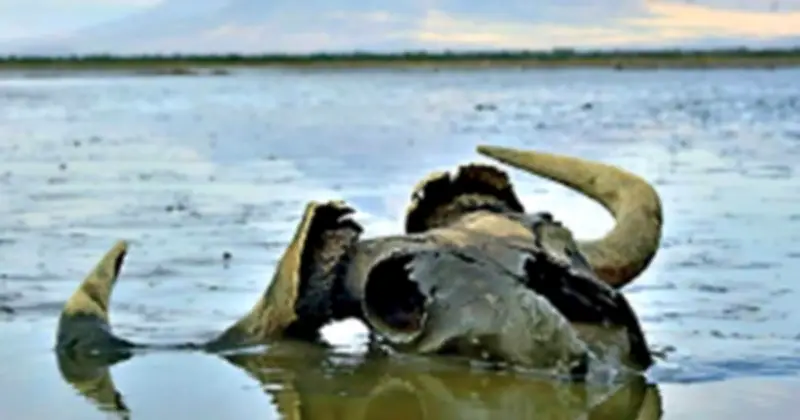 Hồ Natron Tanzania: Nghịch lý giữa 'nghĩa địa hóa thạch' và thiên đường hồng hạc