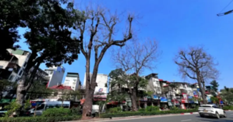 Hà Nội chặt hạ 3 cây xà cừ chết trên đường Láng, trồng thay thế cây bàng lá nhỏ