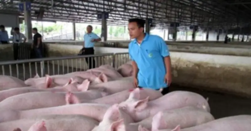 Hà Nội giải đáp chính sách thuế cho hộ kinh doanh chăn nuôi và bán thức ăn