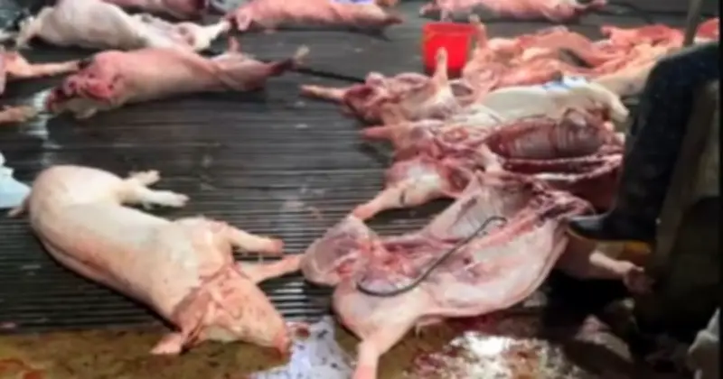 Hà Nội khởi tố đường dây tiêu thụ 300 tấn heo dịch, có 4 cán bộ thú y tiếp tay