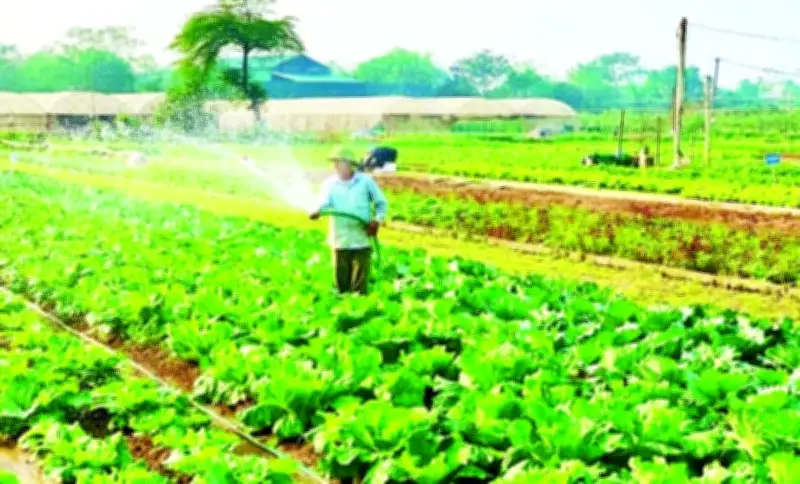 Hà Nội định hướng phát triển nông nghiệp gắn với đô thị trong quy hoạch 100 năm