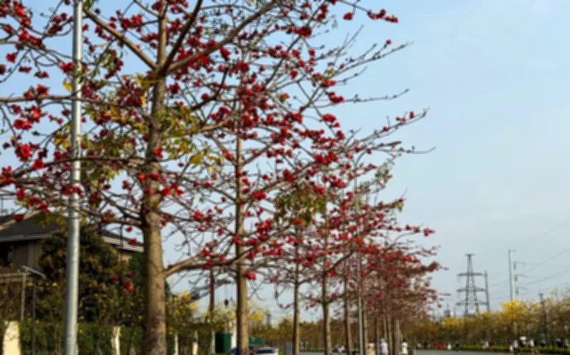 Hà Nội tháng 3 rực rỡ muôn sắc hoa, người dân và du khách thích thú check-in