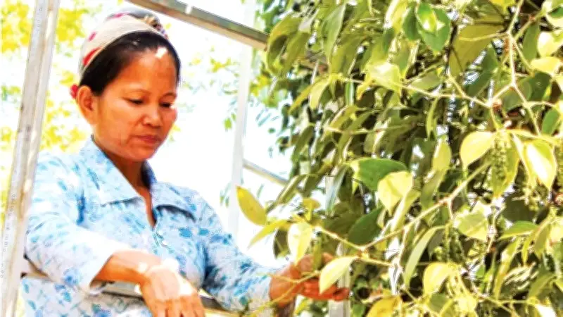 Hồ Tiêu Việt Nam Lập Kỷ Lục Xuất Khẩu 1,66 Tỷ USD Năm 2025