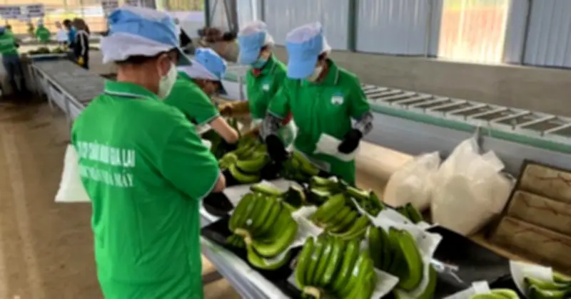 HAGL công bố kế hoạch kinh doanh 2026, dự kiến doanh thu 8.624 tỷ đồng