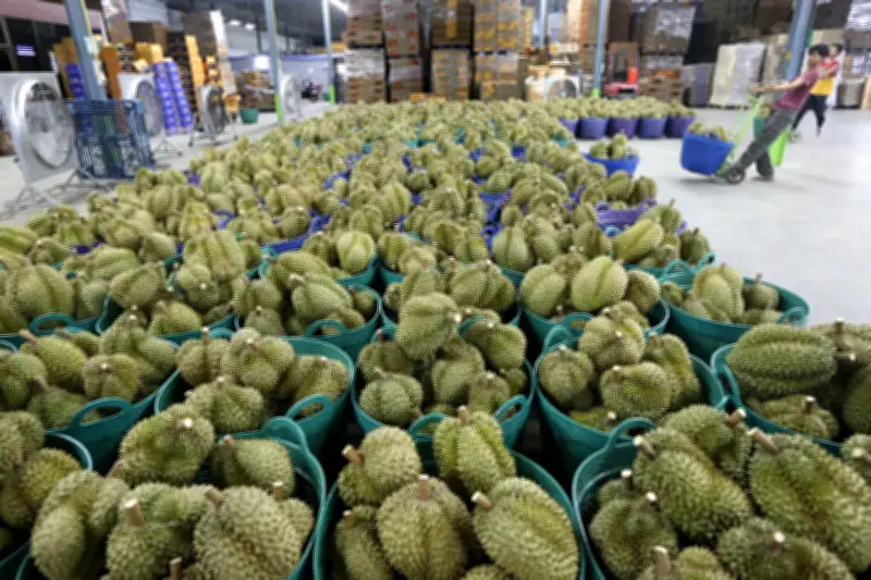 Hội Nghị Thương Hiệu Sầu Riêng Châu Á Tại Thái Lan: Định Hướng Phát Triển Bền Vững