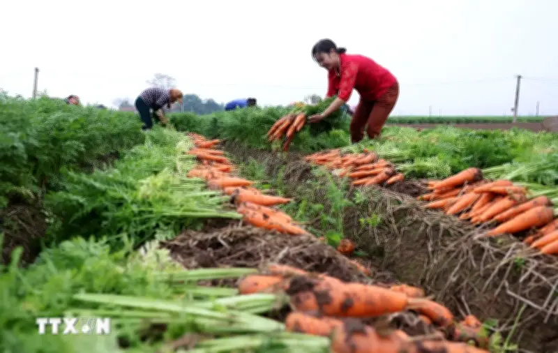 Hải Phòng mở rộng thị trường cho sản phẩm cà rốt, nông sản xuất khẩu chủ lực