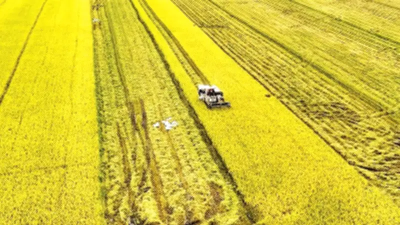 Hải Phòng thử nghiệm mô hình lúa phát thải thấp, hướng tới nông nghiệp xanh bền vững