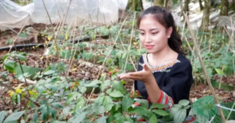 Hội thảo quốc tế thúc đẩy chiến lược phát triển cây dược liệu bền vững tại Gia Lai