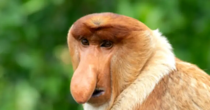 Hòn đảo lớn thứ ba thế giới đối mặt với tình trạng hoang dã nhầm nhị