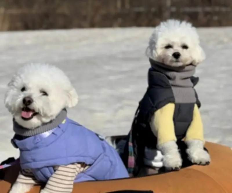 Hàn Quốc bùng nổ dịch vụ nghỉ dưỡng cùng thú cưng trong mùa du lịch xuân