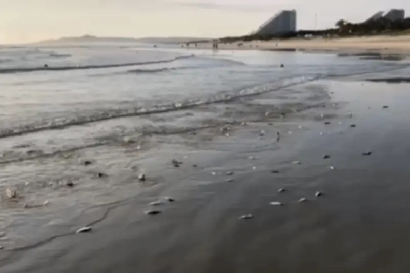 Hàng Nghìn Con Cá Chết Dạt Vào Bờ Biển Khánh Hòa: Nguyên Nhân Do Đâu?
