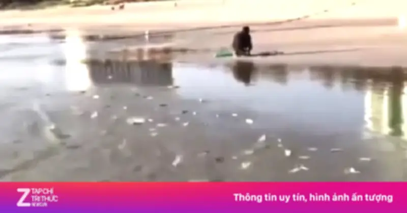 Hàng nghìn con cá trích dạt bờ tại Bãi Dài, Khánh Hòa: Hiện tượng tự nhiên hay dấu hiệu bất thường?