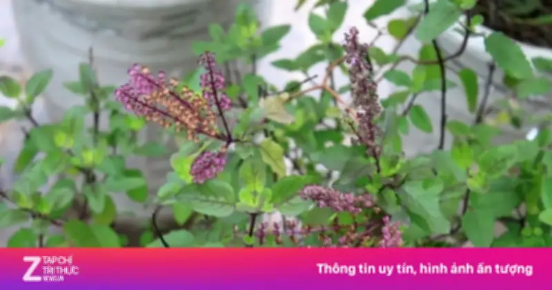 Hương Nhu Tía: 'Nữ Hoàng Thảo Mộc' Việt Nam Với Nhiều Công Dụng Sức Khỏe Vượt Trội