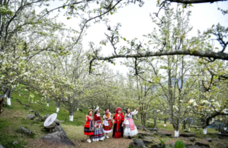 Hồng Thái - 'Sa Pa Tuyên Quang' đẹp mê hồn với mùa hoa lê trắng muốt