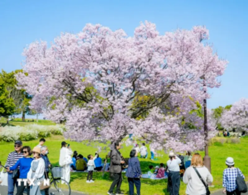 Hoa anh đào bắt đầu nở rộ tại thủ đô Tokyo, Nhật Bản