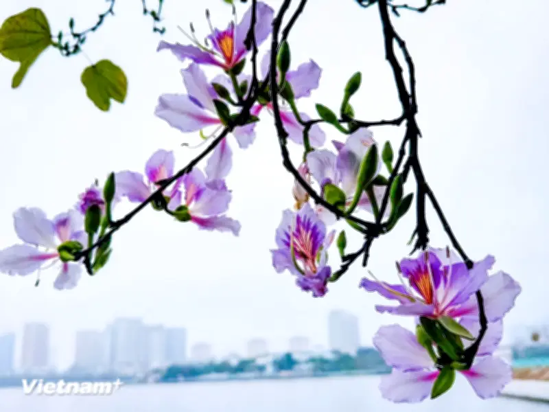 Hoa Ban Bung Nở Rực Rỡ Ven Hồ Tây, Tô Điểm Khung Cảnh Lãng Mạn