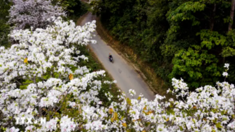 Hoa Ban Khoe Sắc Rực Rỡ Trên Những Cung Đèo Ở Điện Biên