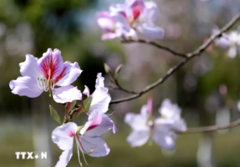 Hoa Ban Nở Rộ, Phủ Sắc Trắng Tinh Khôi Khắp Phố Núi Lai Châu