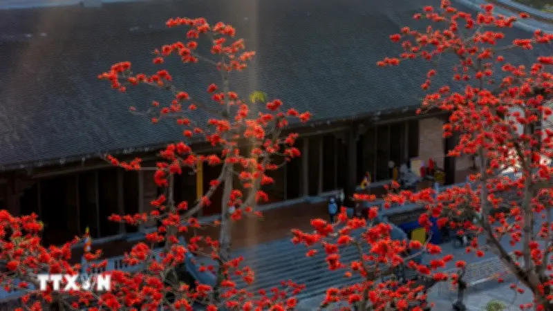 Hoa gạo tháng Ba thắp lửa giữa non nước Cố Đô Ninh Bình