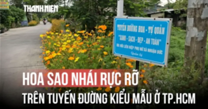 Hoa sao nhái rực rỡ khoe sắc trên tuyến đường kiểu mẫu tại TP.HCM