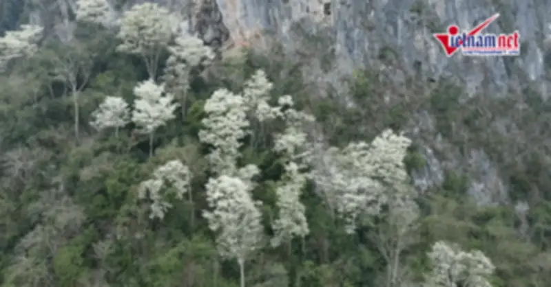 Hoa Thanh Mật Nở Trắng Sườn Núi Thanh Hóa, Đẹp Tựa Biển Mây Giữa Đại Ngàn
