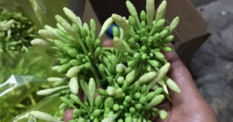 Hoa đu đủ đực: Lợi ích sức khỏe và những đối tượng cần tránh sử dụng