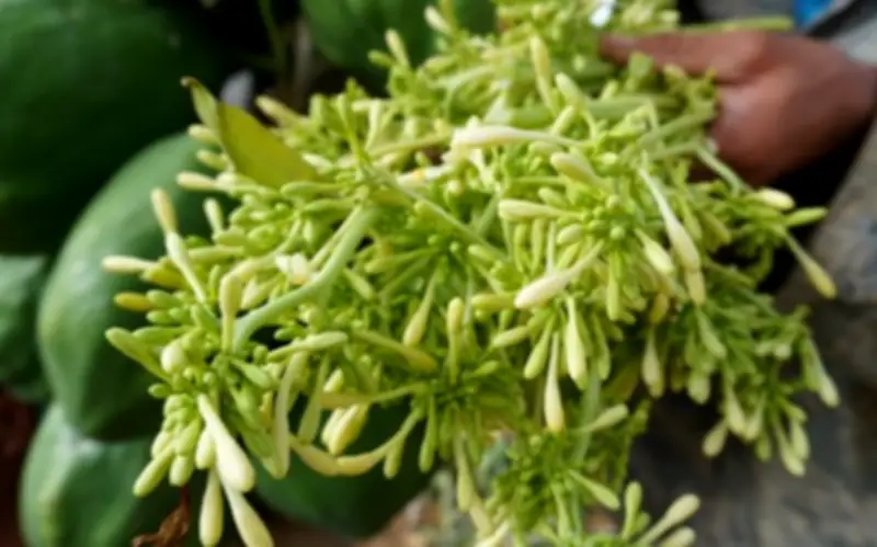 Hoa Đu Đủ Đực: Lợi Ích Sức Khỏe Và Những Lưu Ý Quan Trọng Khi Sử Dụng