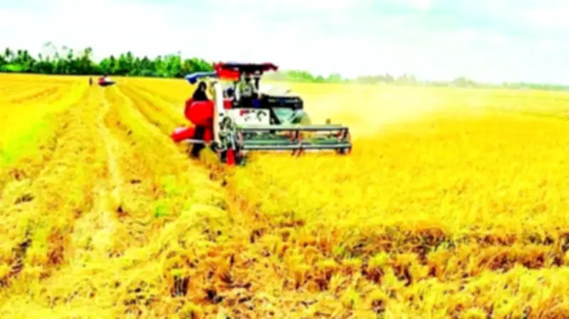 Hợp Tác Xã Cà Mau: Cầu Nối Đưa Lúa Gạo, Tôm Sạch Ra Thế Giới