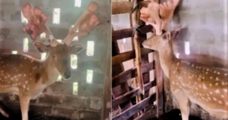 Hươu sao Hà Tĩnh cho cặp lộc nhung 'khủng' 5 kg, giá trị hàng chục triệu đồng