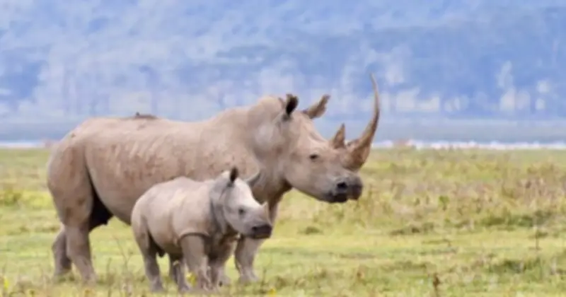 Đại gia Việt bị bắt tại Nam Phi liên quan đường dây buôn sừng tê giác, xương hổ