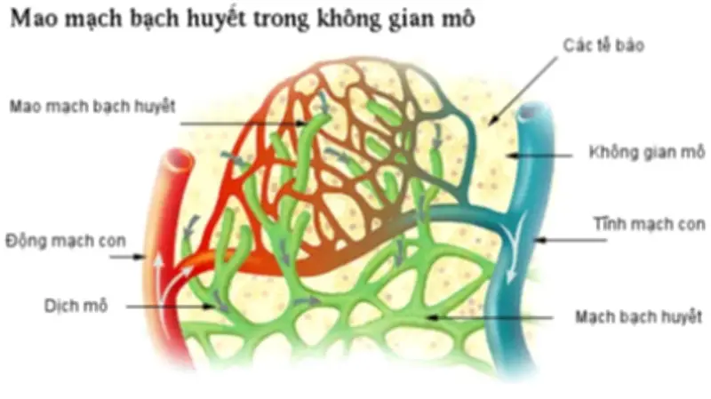 Đại học Monash phát triển thuốc uống thế hệ mới điều trị rối loạn hệ bạch huyết