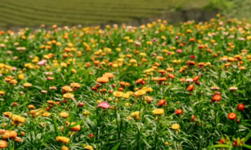 Đồi Hoa Bất Tử Mộc Châu: Điểm Check-in Mới Thu Hút Du Khách Mùa Xuân