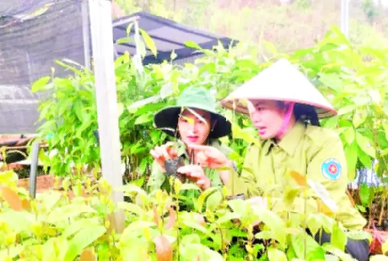 Điện Biên chuẩn bị hơn 615.000 cây giống cho kế hoạch trồng rừng 200 ha năm 2026