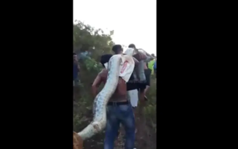 Indonesia: Dân làng vật lộn 2 giờ bắt trăn khổng lồ dài 8,2 mét trong vườn nhà