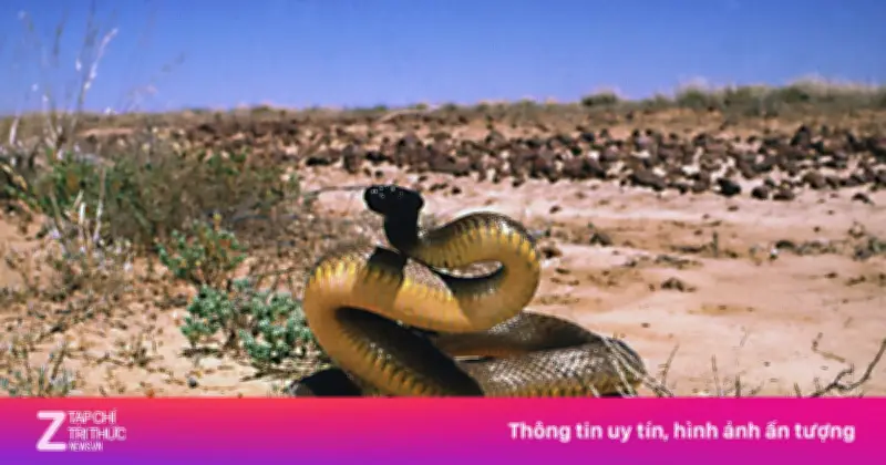 Inland Taipan: Loài Rắn Độc Nhất Hành Tinh Với Tập Tính Nhút Nhát Đầy Bất Ngờ