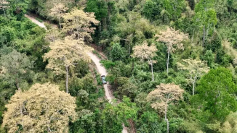 Kế Hoạch Bảo Tồn Rừng Đồng Nai: Duy Trì Độ Che Phủ Trên 96,9% Đến 2030