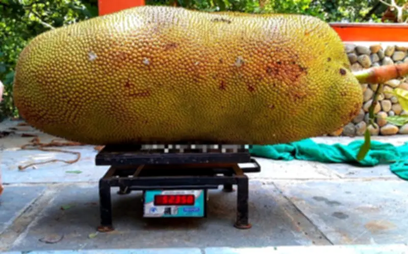 Kỷ lục mít khổng lồ thế giới: Từ Ấn Độ đến Bangladesh