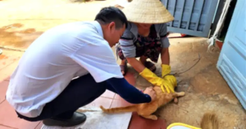 Đắk Lắk Khẩn Cấp Phòng Chống Bệnh Dại Sau 6 Ca Tử Vong Nghi Do Chó Cắn