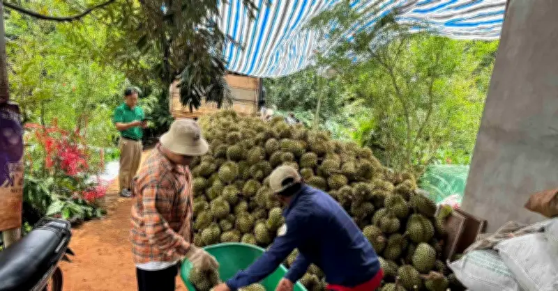Đắk Lắk: Quản chặt mua bán sầu riêng, đẩy mạnh nâng tầm trái cây tỷ USD