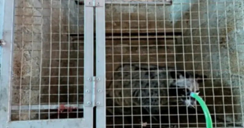 Kỹ sư TP.HCM bỏ việc lương cao về quê nuôi chồn hương, thu 1,4 tỷ đồng/năm