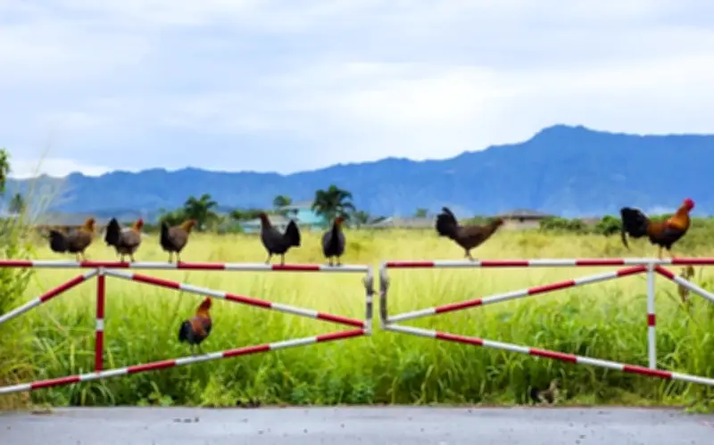 Kauai - Hòn Đảo Thiên Đường Của Hàng Nghìn Con Gà Hoang Dã Độc Đáo